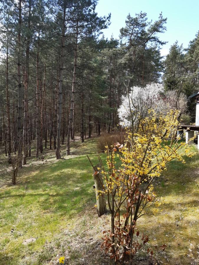 Holiday home Lesna Polana Gorzno (Kuyavian-Pomeranian)